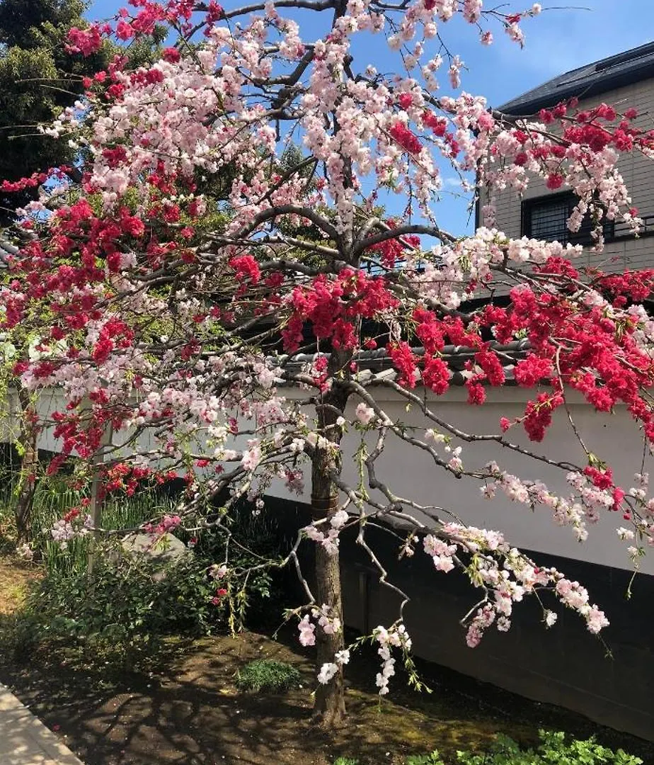 新宿安靜の家-A Quiet Home In Shinjuku - A 26 Square Meter Double Bed Room That Feels Like Home Tokyo Apartment